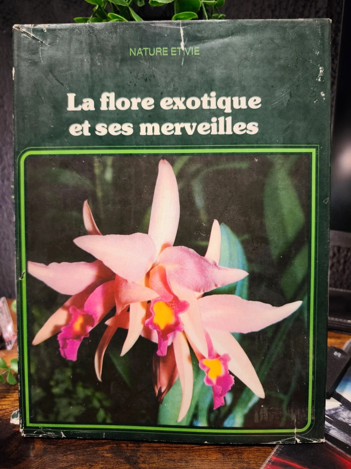 La flore exotique et ses merveilles